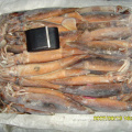 المجمدة Argentinus illex squid كامل الجولة 100200g WR